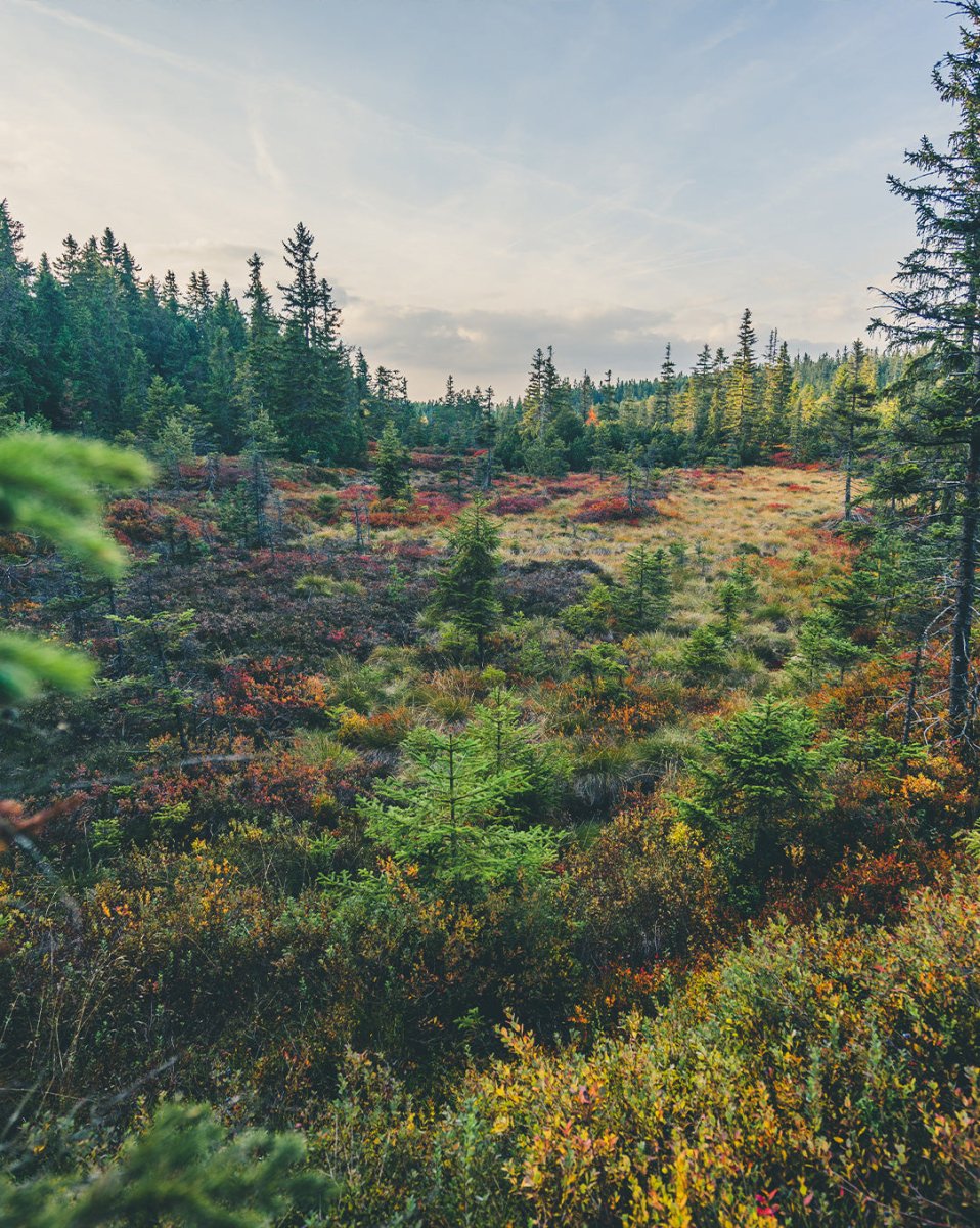 Havupuu - uutejuoma - 1 l 6 - pack